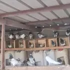 حمام باكستاني