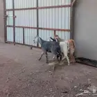 جفار مشاريك العدد 3