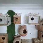 ازواج زيبرا منتجه