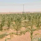 4 هكتار ذرة شاميه علف اغنام اضافه الي الجاح والشمام