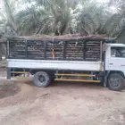 سعف نخيل طيب جديد للعرايش والمظلات