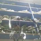 تبوك للصيانة شاشاة