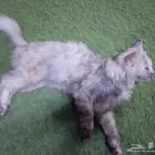 قطه الون رصاصي فاتح اوراق مطعمه العمر 8 اشهر