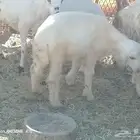 البيع خروف. حري.