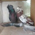 زوج بلجيكي وزوج فانتيل