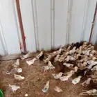 صيصان بلدي