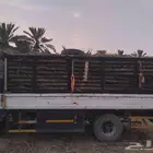 سعف نخل جديد أخضر للعرايش والمظلات
