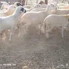 رخال مهجن حري من 700 جمله