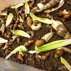 حديقة الحلزون  عنوان الفخامة وإنتاج الحلزونات الراقية