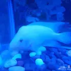 سمك الزينة المفترس