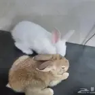 أرانب صغيرة