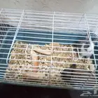 أرانب صغيرة العدد 2