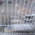 قمري
