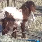 البيع رخل نعيميه