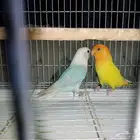 جوز روز مع القفص والبياضه