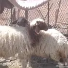 البيع رخليين