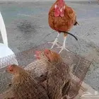 السلام عليكم ورحمه الله وبركاته نبدا الصلاه والسلام على رسول