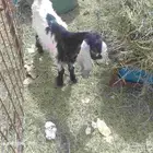 البيع تيس داغور