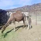 ناقه مصغر تحتها بكره حمراء مجموع بالحليب ومشروطه شرط تعبي 80