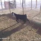 البيع معزا
