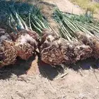 يوجد لدينا جميع انواع انخل