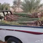 يوجد لدينا جميع انواع النخيل وجميع مقاساته