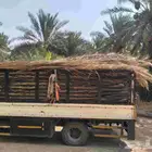 سعف نخيل طيب جديد أخضر للعرايش والمظلات