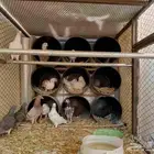 للبيع 12حبه كامل للبيع 6. اجواز