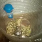 . السلام عليكم