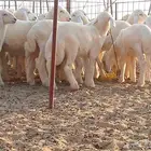 طليان تربيه للبيع