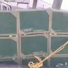 نحل مصري خالي من الامراض