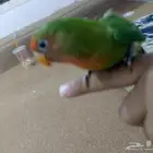 عصفور روز هجين لا تبني