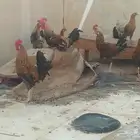 دجاج بلدي ديوك العمر 6شهر الصحة ممتازة العدد 5 ياذن وفحل