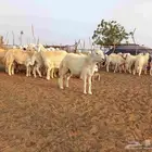 طليان حرية جبر