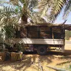 سعف نخل جديد للعرايش والمظلات والمظلات