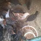 صوص بعمر شهر وزياده