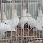 حمام فرنسي و باكستاني و تركي