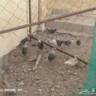 فروخ بلدي للبيع