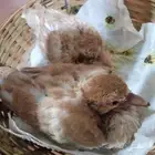 يمام هولندي فروخ