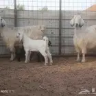 معزاء مصريات خلفات ماشاء الله لاقوه الى بالله .
