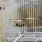 للبيع روز