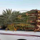يوجد لدينا 10نخلات مثمره للبيع متواجد في خميس مشيط