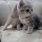 3 قطط كتن صغيره شهريين للبيع للبيع. للبيع. للبيع