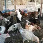 50 جوز دجاج العمر 3 شهور