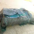 اللي يسمها بسعر حلو مبروك عليه بيت شعر