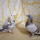 جوز زاجل سباق الذكر جانسن مسرةمحجل والانثى جان اردن بدون حجل