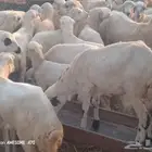 رخال رفيدي طيبه لعدد 54