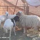 البيع اربع رخال وخرووف