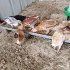 صيصان بلدي