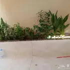 مشتل زراعي